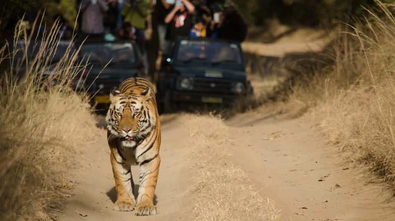 A tiger safari in India is a once-in-a-lifetime opportunity to experience the power and grace of India’s most treasured animal.