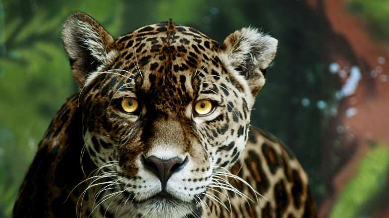 Close look of Jaguar in National park in Argentina.