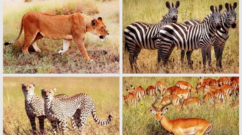 A collage of animals found African countries, starting with a lioness, zebras, cheetahs and others.