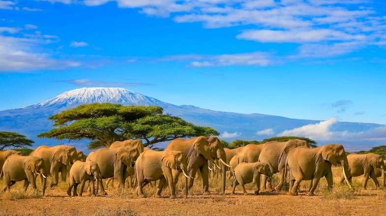 Herd of African elephants under Kilimanjaro in Tanzania in October.