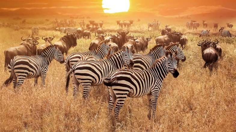 Wildebeests and zebras spotted durng sunset on a summer in Tanzania.