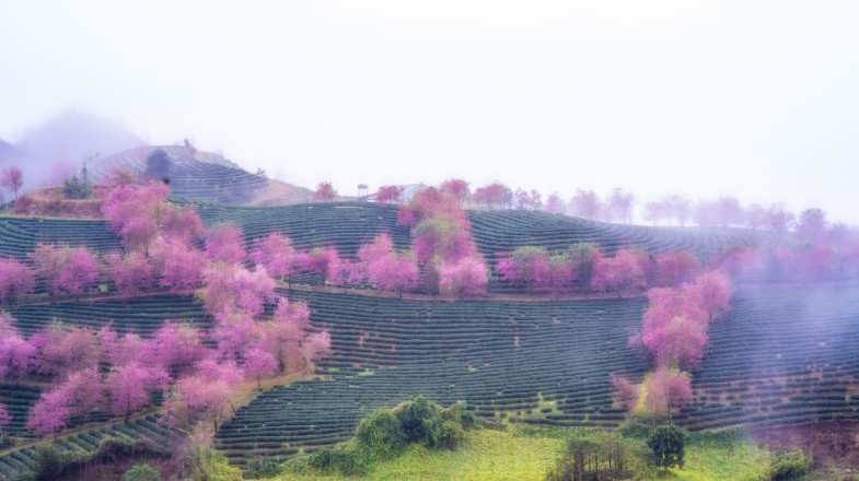 Cherry blossom abording the hills of Northern Vietnam in March.
