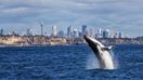 Whether its land, air or sea; there are many options for whale watching in Sydney.