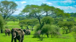 Tanzania in December: Short Rain, Safari and Weather Tips