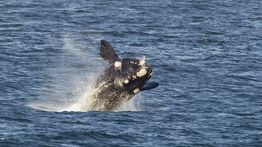 Whale Watching in Hermanus: The Ultimate Guide