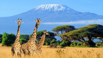 2 Weeks in Kenya: Top 3 Itinerary Recommendations