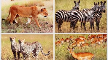 Kenya Vs Tanzania Safari: The Better African Safari Experience