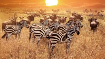 Summer in Tanzania: Weather and Top Destinations