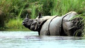 Go on a Safari in Chitwan National Park