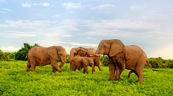 Elephants Grazing in Chobe-National-Park