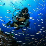 diving with fish in great barrier reef