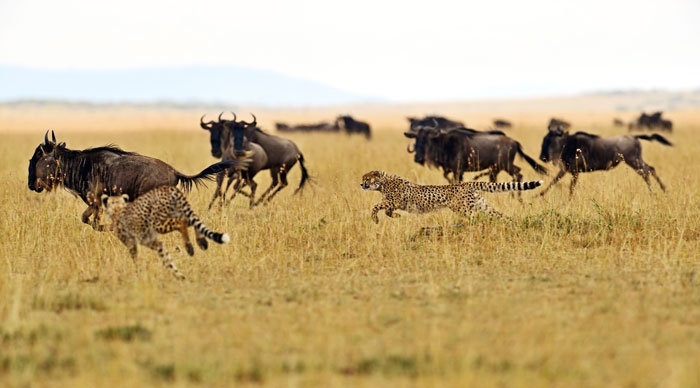 A group of cheetahs in Masai Mara